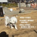 하남 스타필드 애견동반 첫 방문 솔직후기 및 식당 추천 (몰리스/펫파크/리프사운드)