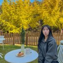 덕명로 | 대전 대형카페 아이랑 유성 레포레스트 은행나무 명소