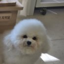 본애견미용실 이미지