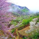 [4/8 수요트레킹] 금산 보곡산골 산벚꽃 + 대청호 벚꽃 이미지