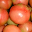 토마토 이미지
