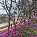 양지천 | 전북 튤립 명소 찾는다면?🌷 순창 양지천 솔직 후기 (재방문 의향 20%)