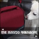 산뜻하개 이미지