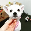또오개 이미지