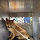 오수의과 동물병원 이미지