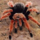 멕시코 타란툴라 거미 ( Brachypelma smithi )- 멸종 위기의 동물1 이미지