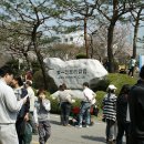 안산 제일cc벛꽃축제를 다녀와서!~ 이미지