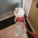 삼송사랑 동물의료센터 | 강아지혈뇨 세리의 방광염 치료일기 수원 당신의동물의료센터