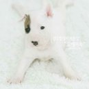 오케이독 이미지