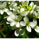 냉이꽃 민박 이미지