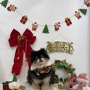 수수펫살롱 이미지