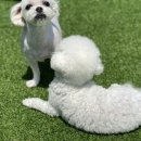 도담당 네이버블로그