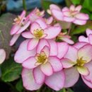 햇살정원 이미지