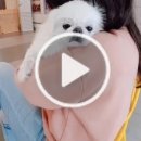 MS. & DOG 이미지