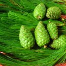 솔잎의 효능과 솔잎차 만들어 먹는 법 이미지