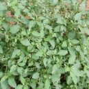 영덕농장 이미지