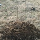 유 애 묘 이미지