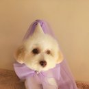 반짝반짝내작은개 이미지