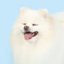 모멍트 이미지