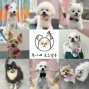 복이네도그살롱 이미지