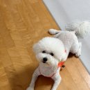 개밥짓는남자 이미지