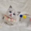 대전고양이분양 비비냥 이미지