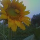 돌쇠농장 이미지