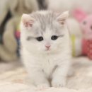 울산고양이분양 도레미캣 | 울산고양이분양 멀어도 안심할 수 있었던 이동분양 알려드릴게요!