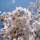 새봄을 기다리며 - 벚꽃모음앨범 이미지
