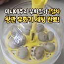 미니메추리 부화기 후기 1일차🐣｜왕관 부화기 온도 38도 맞추기 (유정란 부화 시작)