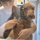 전주애견유치원 고마워복실아 이미지