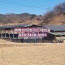 징의축산 Daum카페