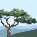 소나무의 시 이미지