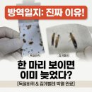 방역타임 | [캐치벅]싱크대 밑 불청객. 독일바퀴와 집게벌레 정기 방역이 필요한 진짜 이유! 방역 후기