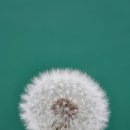 지리산사람들(지리산민들레) 이미지