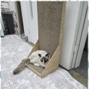처인구고양이호텔 캣츠라이프: 내가 찾던 고양이 전문 미용샵 후기