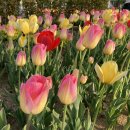 에버랜드 튤립축제 🌷 이게 행복 ... ?