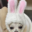 담담 그루밍 샵 이미지