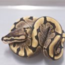 2013 KRCB ballpython, yearling, adult 분양 이미지