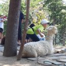 알파카월드 이미지