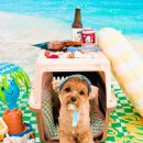 놀러오개 애견유치원 애견호텔 동대문점 이미지