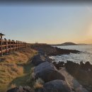 제주 돌고래 이미지