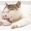 24시 나음동물의료센터 이미지