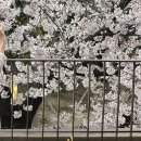 아눅앞산 이미지