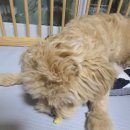 멍뭉식탁 이미지