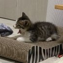 냥이사랑 이미지