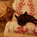 똘내미집 이미지