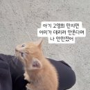 아기 고양이에게 간택당한 여성 이미지