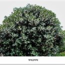 계화당 이미지