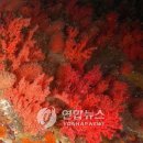 산호자원 이미지